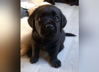 Schwarze Labradorhündin