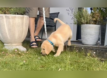 Goldig gelben Labrador Welpe (Rüde) aus kontrollierter LCD / VDH Zucht sucht ein liebevolles Zuhause