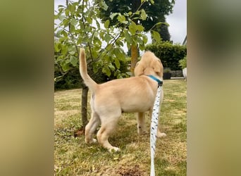 Goldig gelben Labrador Welpe (Rüde) aus kontrollierter LCD / VDH Zucht sucht ein liebevolles Zuhause
