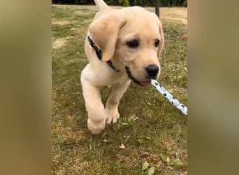Goldig gelben Labrador Welpe (Rüde) aus kontrollierter LCD / VDH Zucht sucht ein liebevolles Zuhause