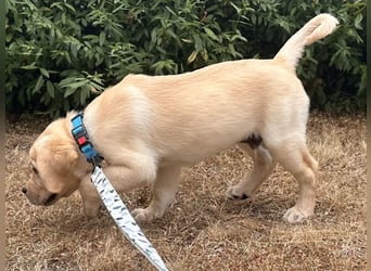 Goldig gelben Labrador Welpe (Rüde) aus kontrollierter LCD / VDH Zucht sucht ein liebevolles Zuhause