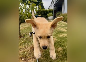 Goldig gelben Labrador Welpe (Rüde) aus kontrollierter LCD / VDH Zucht sucht ein liebevolles Zuhause