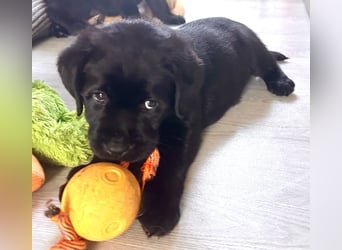 Schwarze Labradorhündin