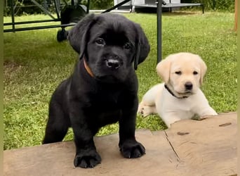 Schwarze Labradorhündin