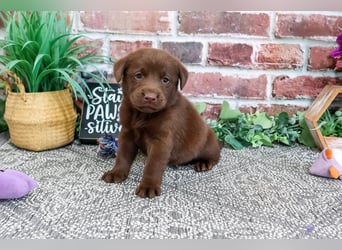 Wunderschöne Labrador Retriever Welpen suchen ihre Familien
