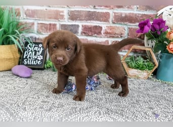 Wunderschöne Labrador Retriever Welpen suchen ihre Familien