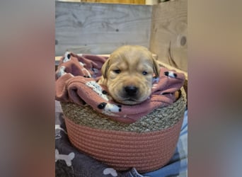 Reinrassige Labrador-Welpen mit Ahnentafel