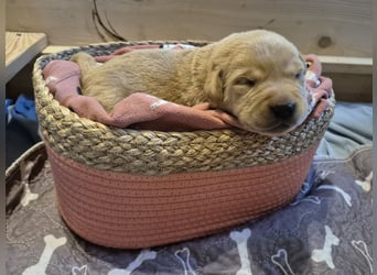 Reinrassige Labrador-Welpen mit Ahnentafel