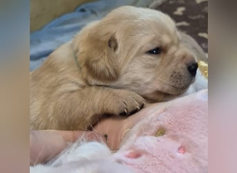 Reinrassige Labrador-Welpen mit Ahnentafel