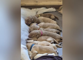 Reinrassige Labrador-Welpen mit Ahnentafel