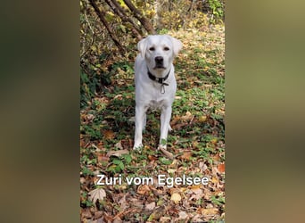 Reinrassige Labrador-Welpen mit Ahnentafel