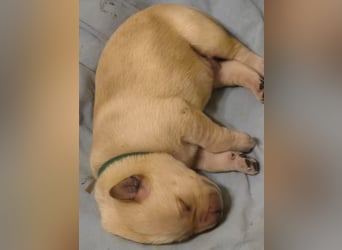 Reinrassige Labrador-Welpen mit Ahnentafel