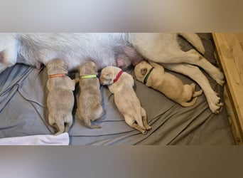 Reinrassige Labrador-Welpen mit Ahnentafel