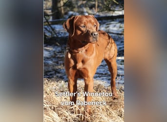 Reinrassige Labrador-Welpen mit Ahnentafel