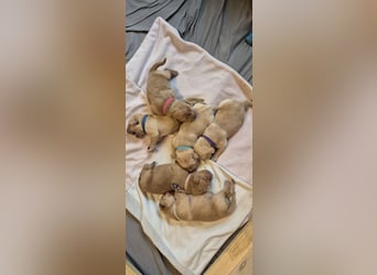 Reinrassige Labrador-Welpen mit Ahnentafel