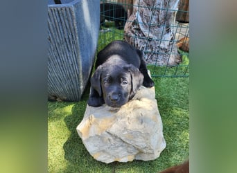 Zuckersüße Labrador Welpen schwarz und foxred mit Ahnentafel und EU Impfbuch