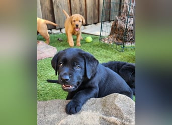 Zuckersüße Labrador Welpen schwarz und foxred mit Ahnentafel und EU Impfbuch