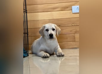 Labrador retriever, mit Lieferung,  FCI Papieren.