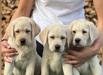 Labrador retriever, mit Lieferung,  FCI Papieren.