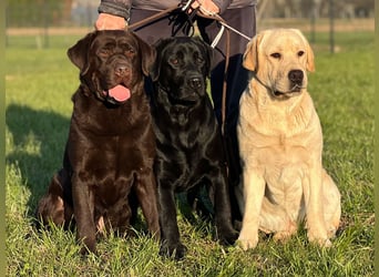 Labrador retriever, mit Lieferung,  FCI Papieren.