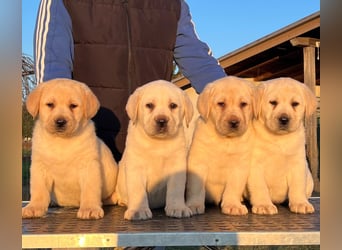 Labrador retriever, mit Lieferung,  FCI Papieren.