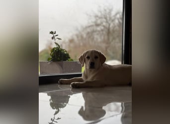Labrador retriever, mit Lieferung,  FCI Papieren.