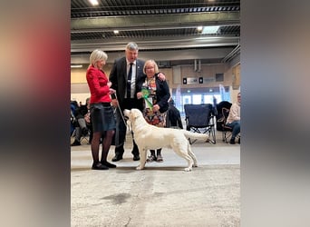 Labrador retriever, mit Lieferung,  FCI Papieren.