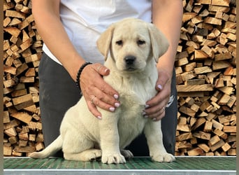 Labrador retriever, mit Lieferung,  FCI Papieren.