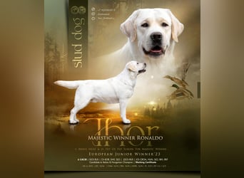 Labrador retriever, mit Lieferung,  FCI Papieren.