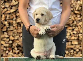 Labrador retriever, mit Lieferung,  FCI Papieren.