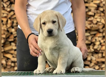 Labrador retriever, mit Lieferung,  FCI Papieren.