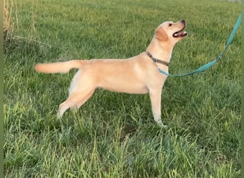 Labrador Retriever Hündin (1 Jahr) aus Spitzenverpaarung (FCI - VDH Papiere)