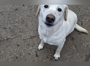 Labrador Hündin Cantata