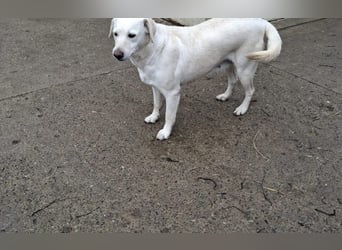 Labrador Hündin Cantata