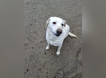 Labrador Hündin Cantata