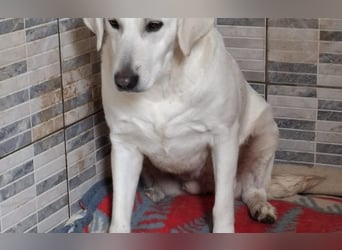 Labrador Hündin Cantata