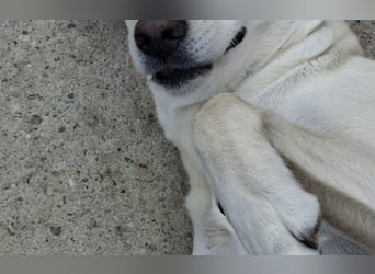 Labrador Hündin Cantata