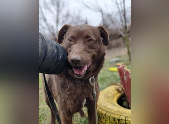 Toni - Labrador Schoko sucht sein Zuhause