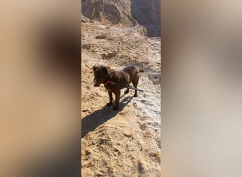 Toni - Labrador Schoko sucht sein Zuhause