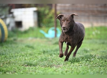 Toni - Labrador Schoko sucht sein Zuhause