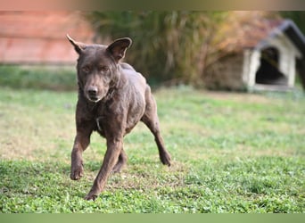 Toni - Labrador Schoko sucht sein Zuhause