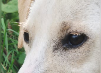 Lea – blonde Labradorretrivermischlingshündin