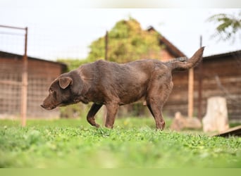 Toni - Labrador Schoko sucht sein Zuhause