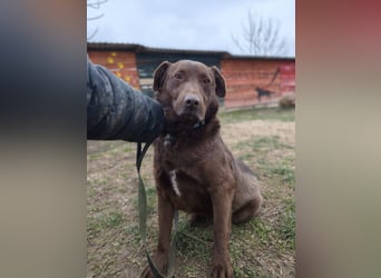 Toni - Labrador Schoko sucht sein Zuhause