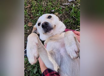 Lea – blonde Labradorretrivermischlingshündin