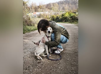Lea – blonde Labradorretrivermischlingshündin