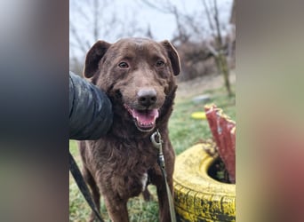 Toni - Labrador Schoko sucht sein Zuhause