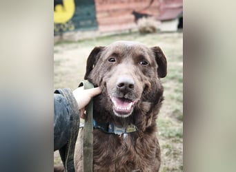 Toni - Labrador Schoko sucht sein Zuhause