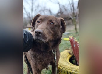 Toni - Labrador Schoko sucht sein Zuhause