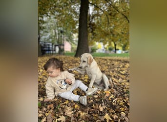 Lea – blonde Labradorretrivermischlingshündin